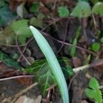 Galanthus plicatus ᱥᱟᱠᱟᱢ