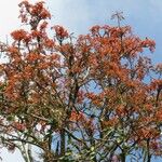 Erythrina falcata Агульны выгляд