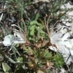 Teucrium pseudochamaepitys फूल