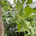 Terminalia prunioides Leaf