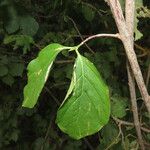 Euonymus latifolius Лист