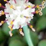 Senecio rowleyanus Floare