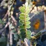 Sophora denudata Hoja
