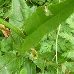 Rumex acetosa Feuille