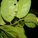 Nectandra umbrosa Leaf