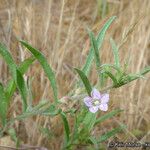 Convolvulus equitans Hábito