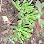 Crassula ovata পাতা