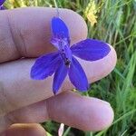 Delphinium consolidaFlower