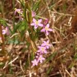 Centaurium tenuiflorum Цветок