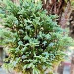 Juniperus horizontalisList