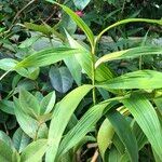 Sobralia macrantha cv. 'Alba' ᱛᱟᱦᱮᱸ