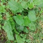 Rumex acetosa Blad