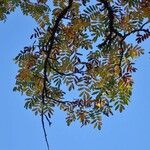 Sorbus domestica عادت داشتن