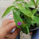 Tradescantia brevifolia Kvet