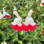Salvia × jamensis Flower