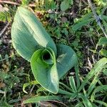 Ophrys tenthredinifera Folha