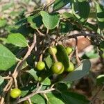 Grewia bicolor Fruitua