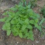 Mentha × rotundifolia Liść