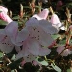 Rhododendron williamsianum Flower