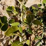 Capparis cartilaginea Leaf