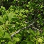Acer sempervirens Leaf