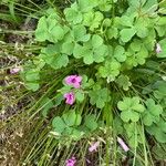 Oxalis violacea Φύλλο