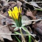 Taraxacum obovatum Fleur
