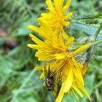 Crepis pyrenaica Flor