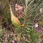 Asclepias linaria Плод