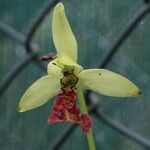 Eulophia flabellata Blüte