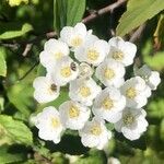 Spiraea cantoniensis Blüte