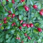 Cotoneaster divaricatus Плод