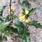 Berberis aquifolium Blüte