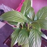 Spathiphyllum floribundumBlad