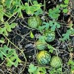 Citrullus colocynthis Fruit