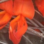 Mucuna warburgii Квітка