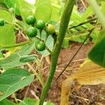 Solanum erianthum Owoc