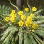 Euphorbia flanaganii Flower