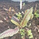 Rumex rugosus Leaf