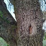 Populus tremuloides Bark