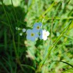 Myosotis scorpioidesBlomma