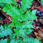 Archidendron clypearia Leaf