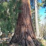 Sequoiadendron giganteum Koor