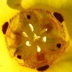 Calochortus luteus Květ