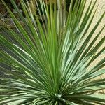 Yucca thompsoniana Агульны выгляд