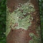 Aniba parviflora Кора