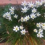 Zephyranthes candida Fleur