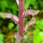 Orobanche hederae Bark