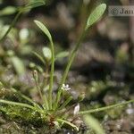 Limosella aquatica Hábito