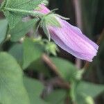 Kosteletzkya pentacarpos Flower